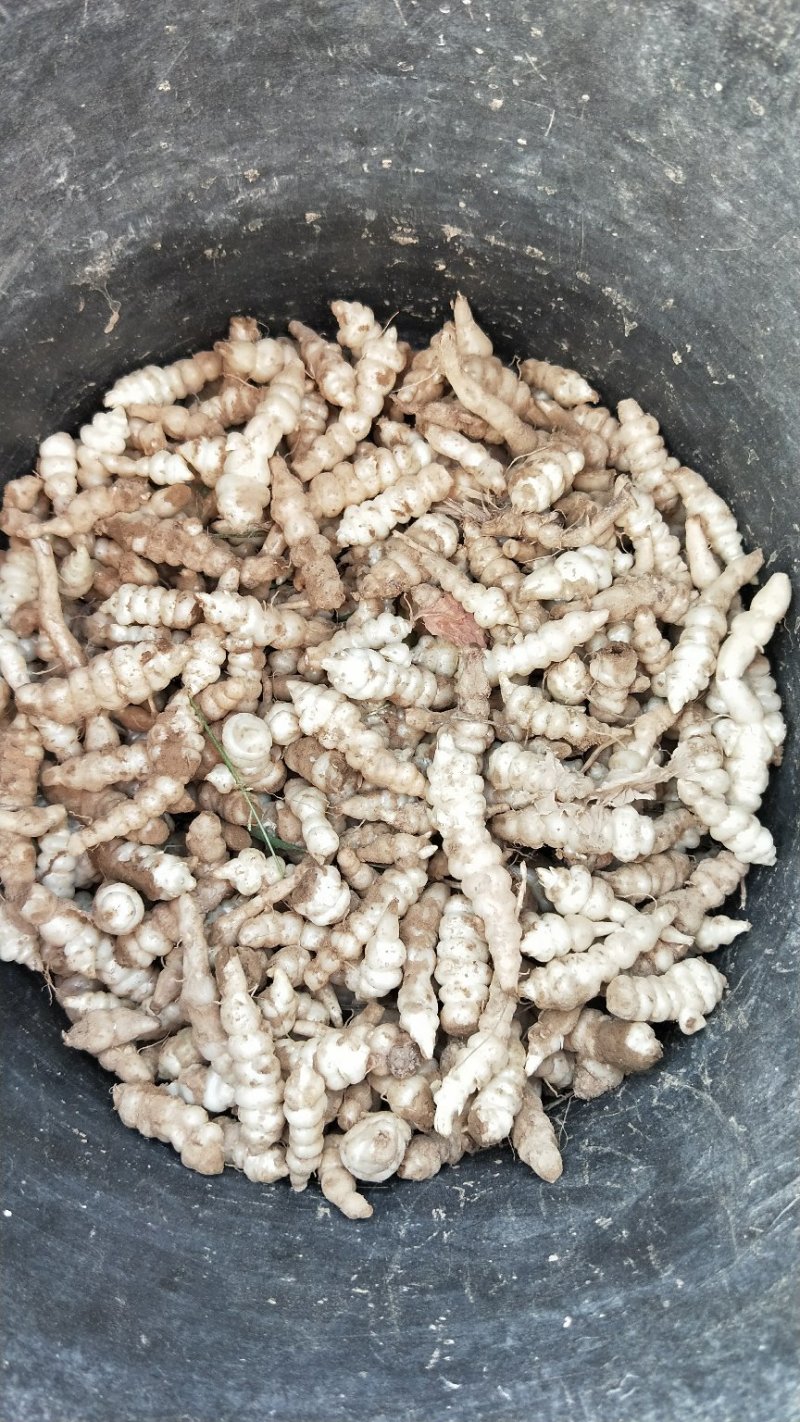 螺丝菜