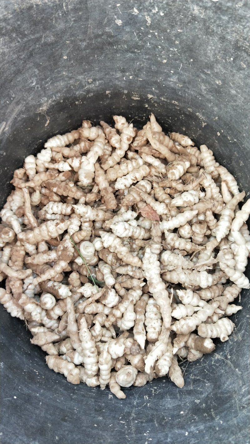 螺丝菜