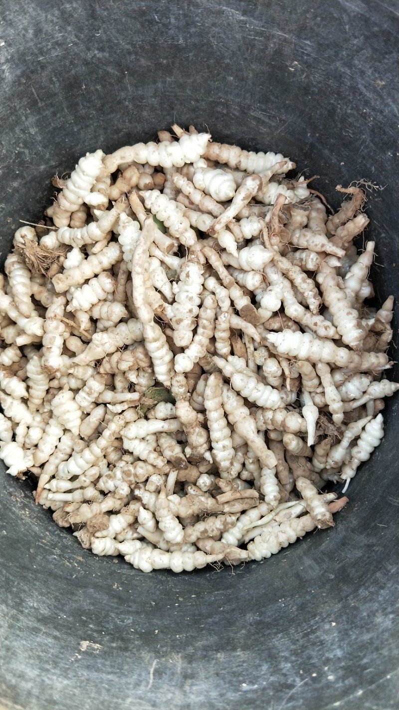 螺丝菜