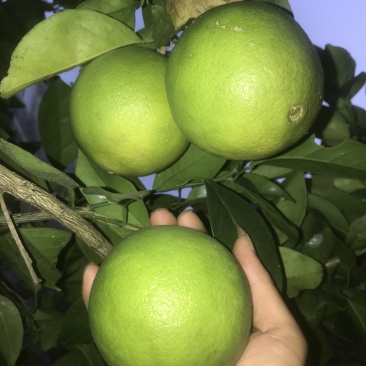 纽荷尔脐橙苗红江橙苗(廉江橙)基地现在品种纯