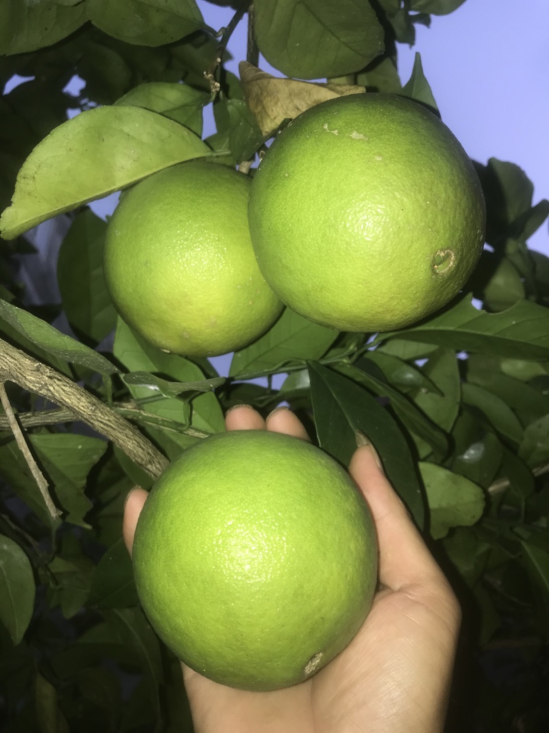 纽荷尔脐橙苗红江橙苗(廉江橙)基地现在品种纯