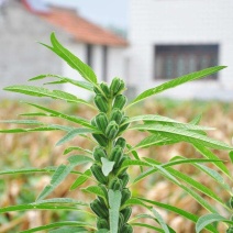 芝麻