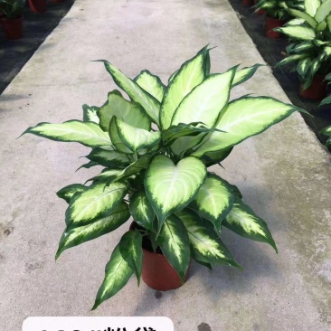 粉黛万年青