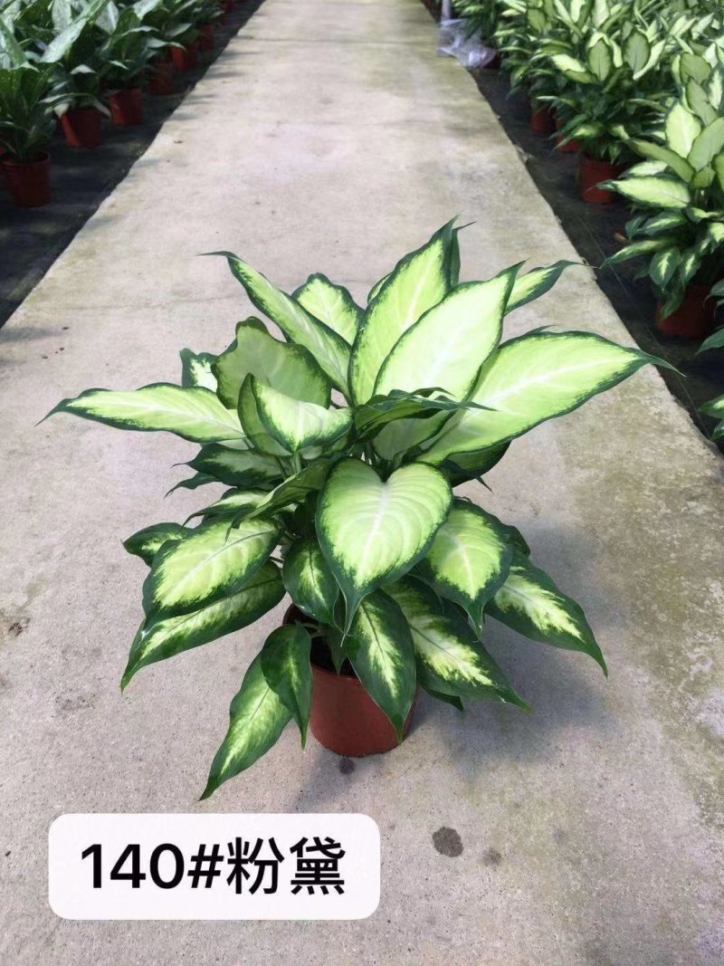 粉黛万年青