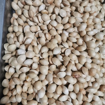 银杏果新鲜生白果