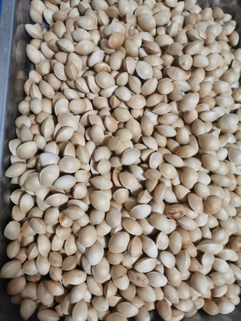 银杏果新鲜生白果