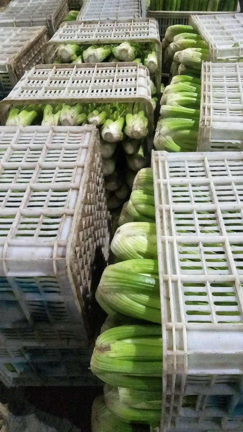 甘肃芹菜定西大芹菜精品西芹产区直供新鲜直采实力代办发全国