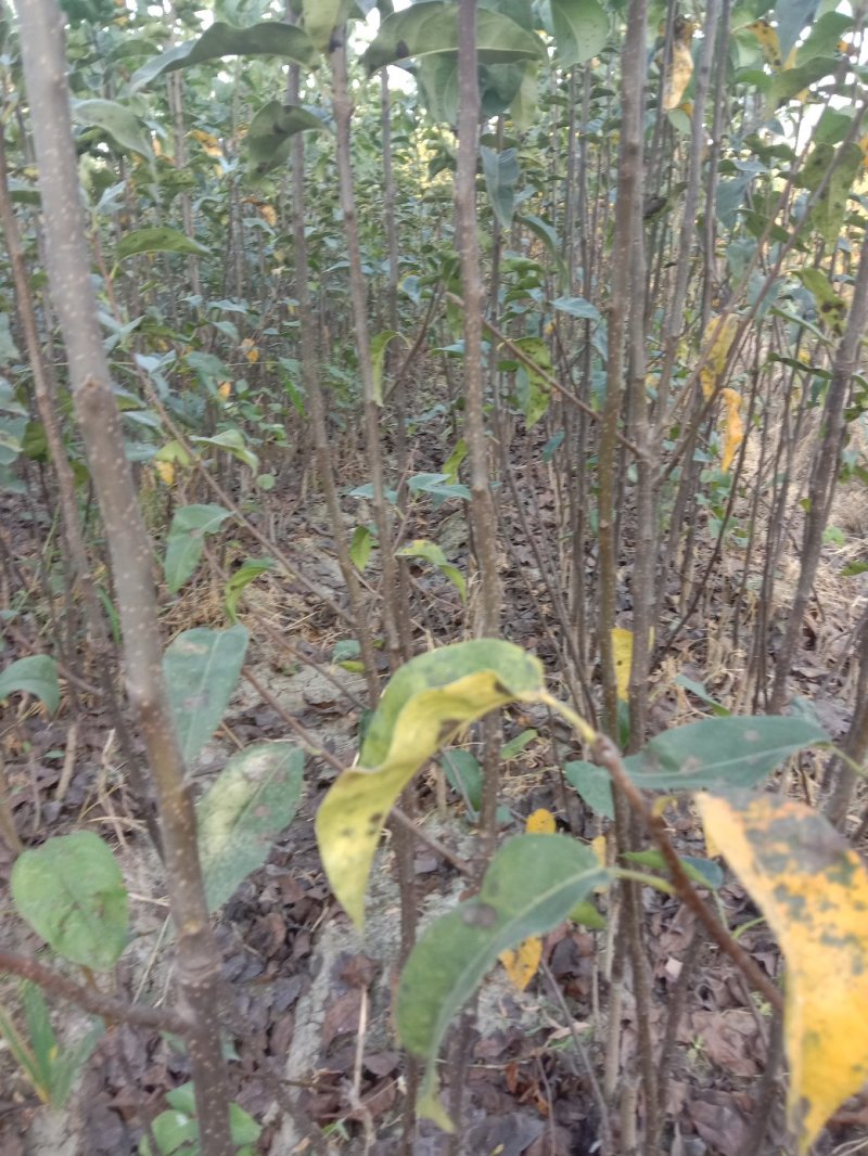 翠冠梨树苗:80公分以