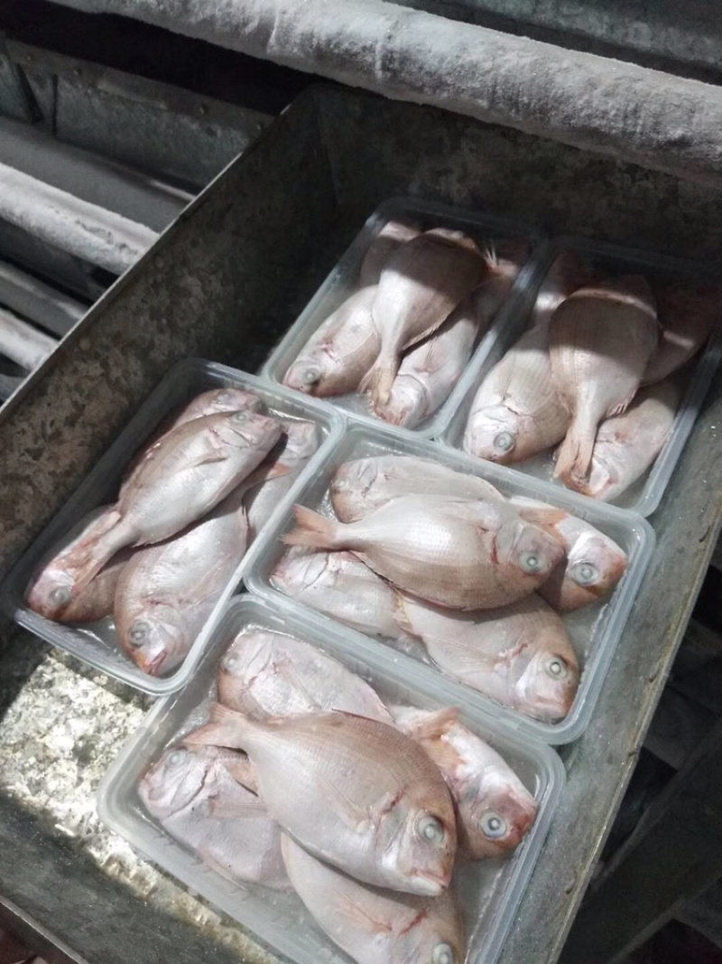 波立鱼