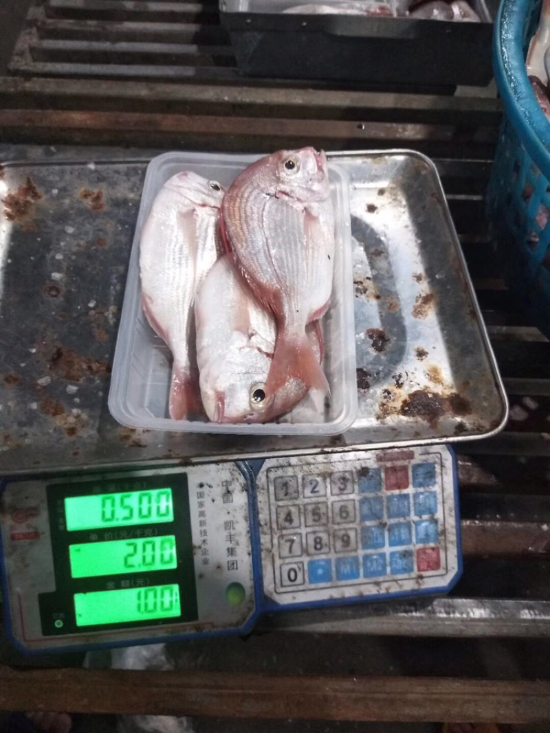 波立鱼