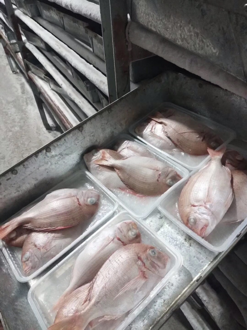 波立鱼