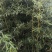 出售大量优质竹子高度1米到5米
