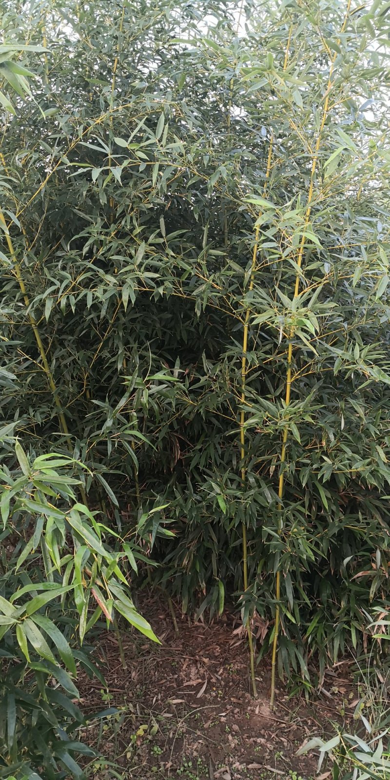 出售大量优质竹子高度1米到5米