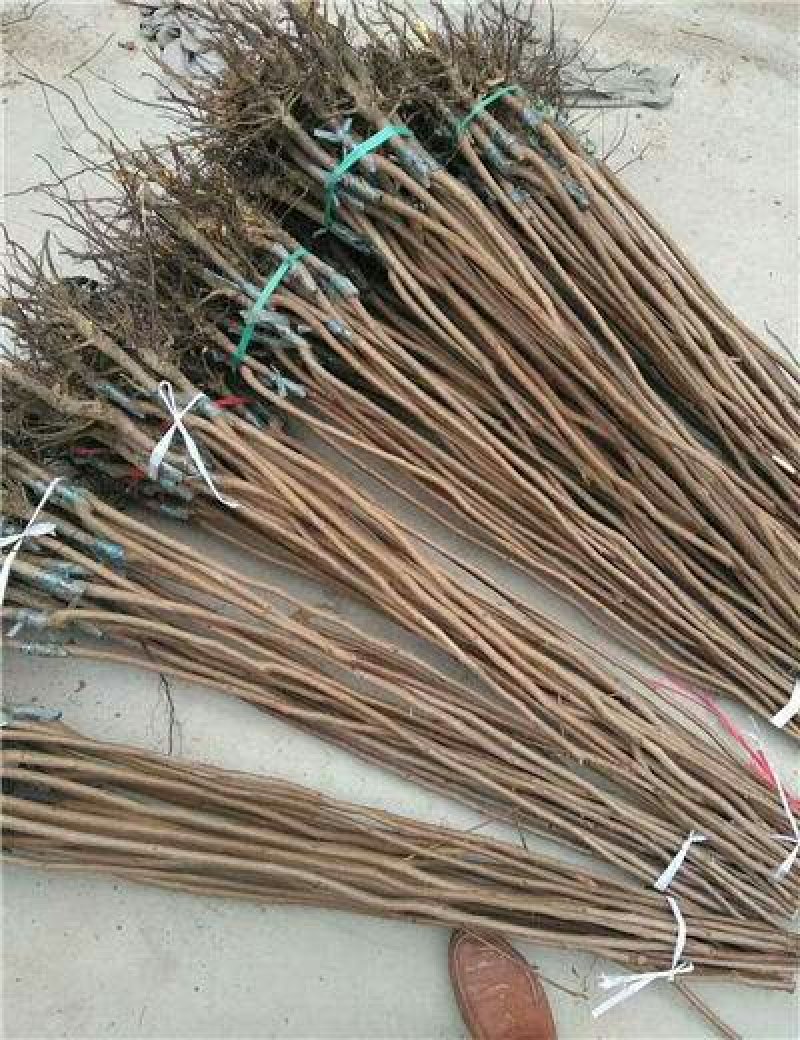 黑柿子树苗品种纯正现挖现发保证成活【包邮】