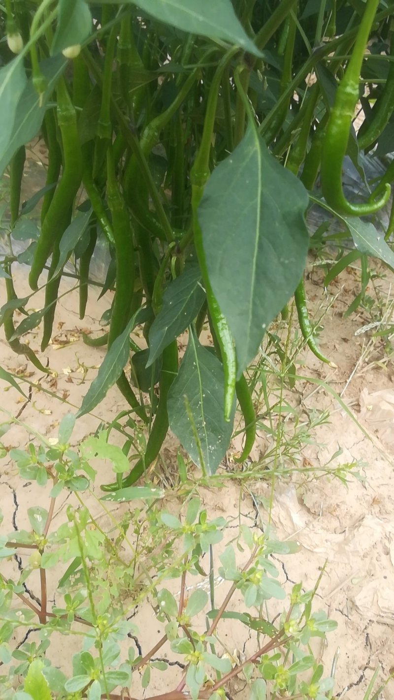 青辣椒