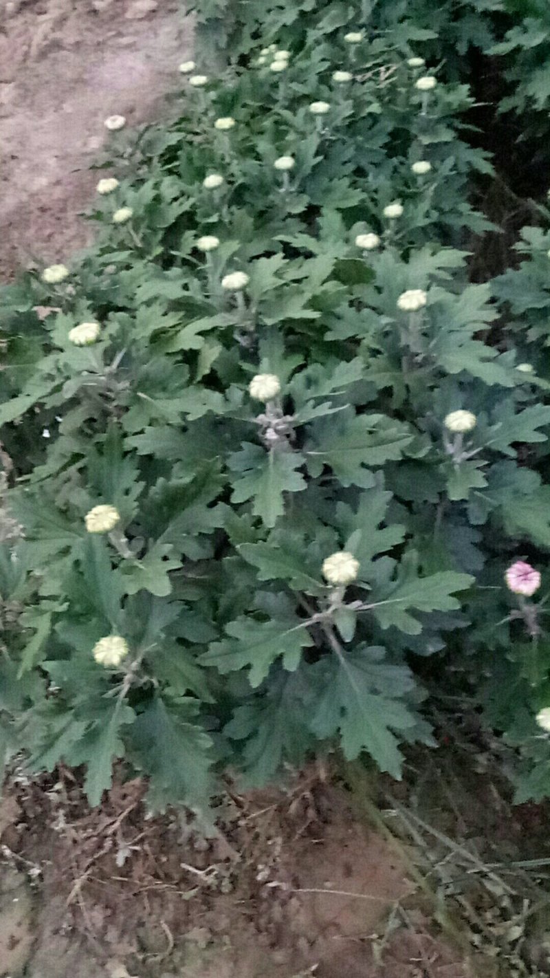 134开封菊花60624320