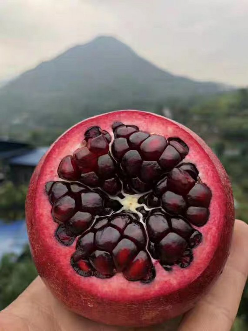 软籽黑石榴苗，纯甜，明年结果苗，质量保证