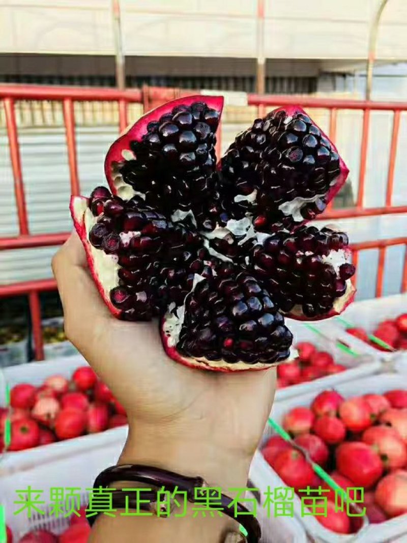 软籽黑石榴苗，纯甜，明年结果苗，质量保证