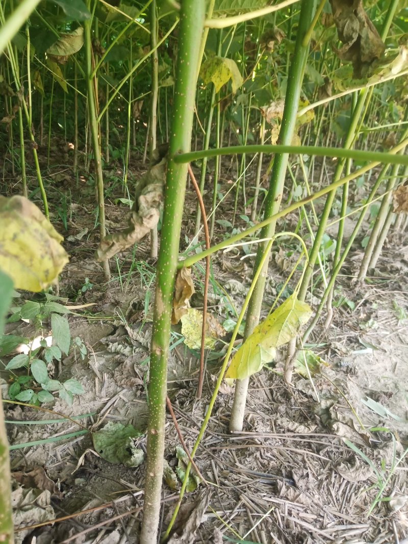 楸树苗
