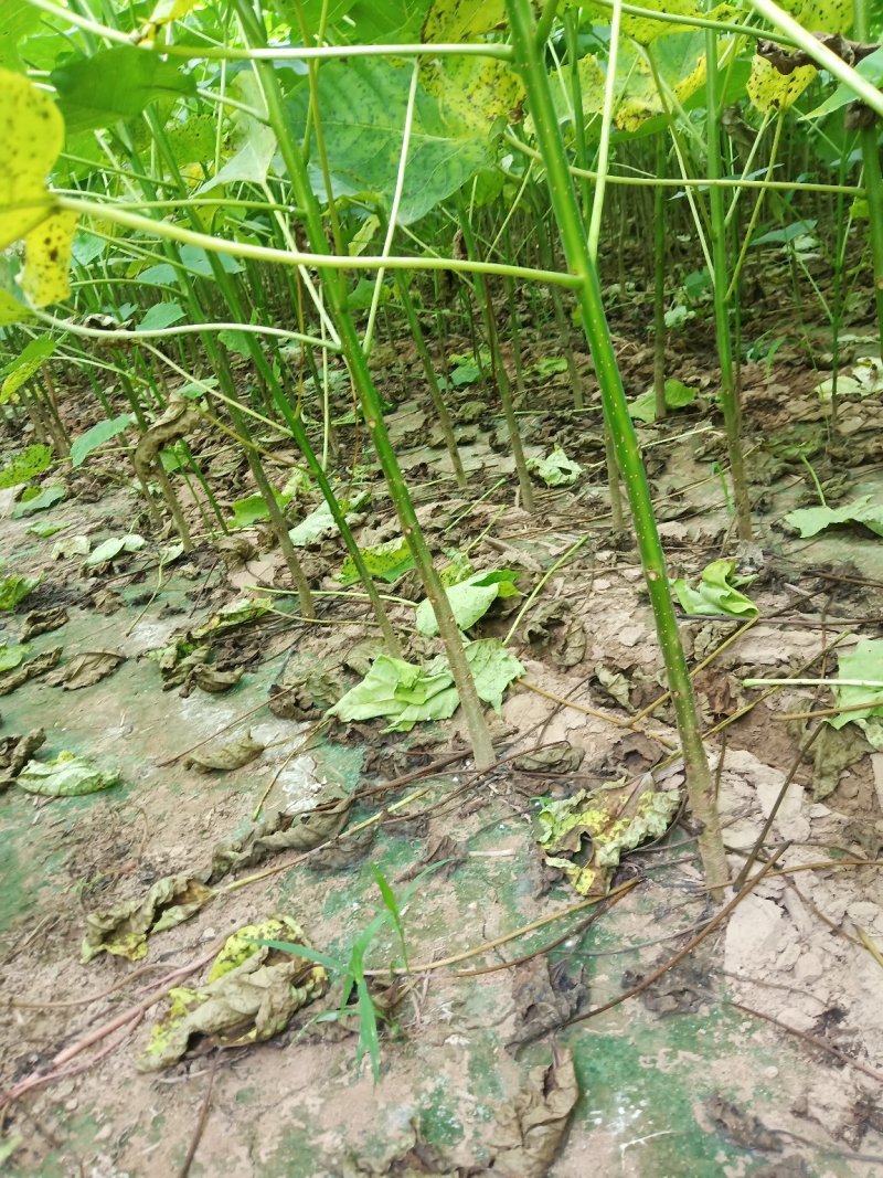 楸树苗