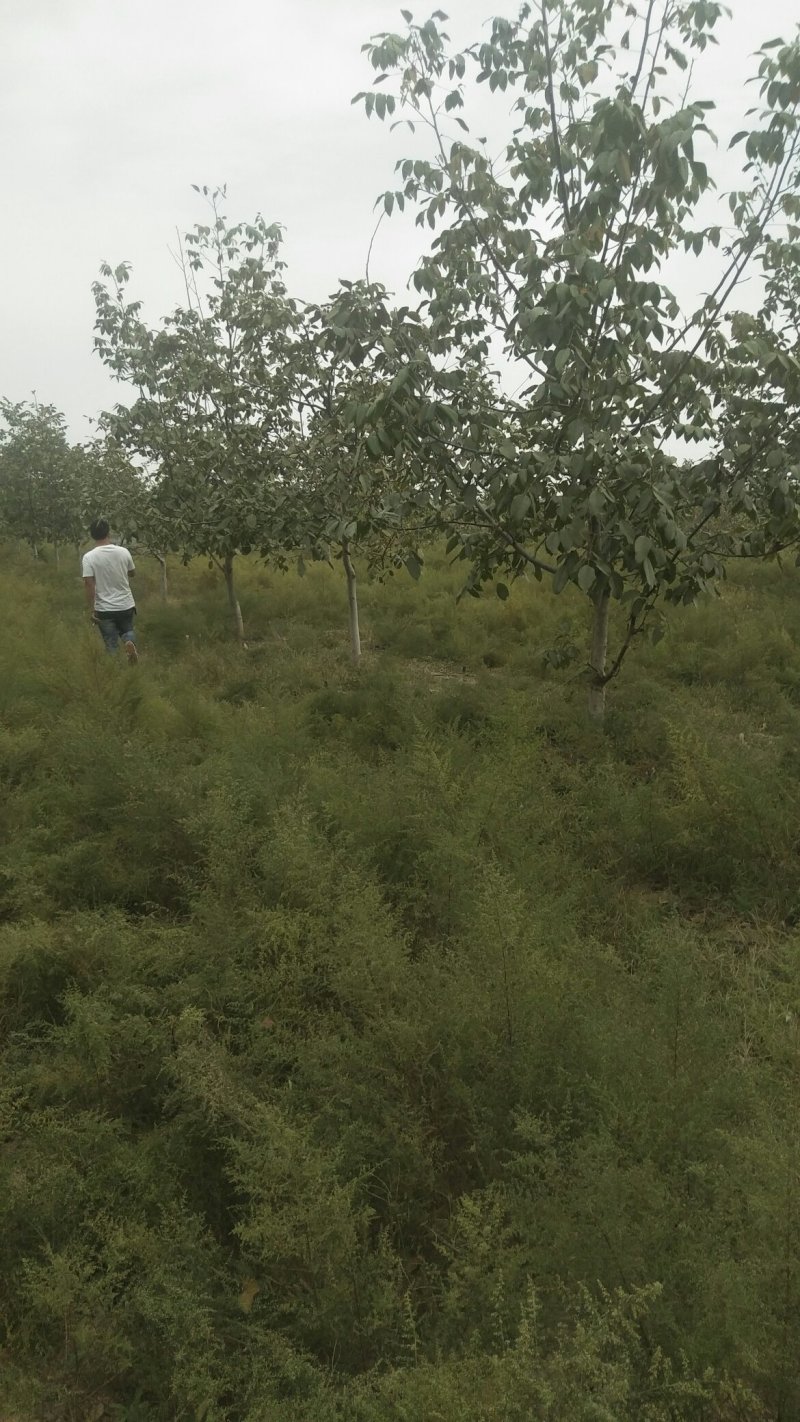 六至十公分核桃树，能占地的核桃树，量大整车发货，