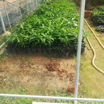 热带水果