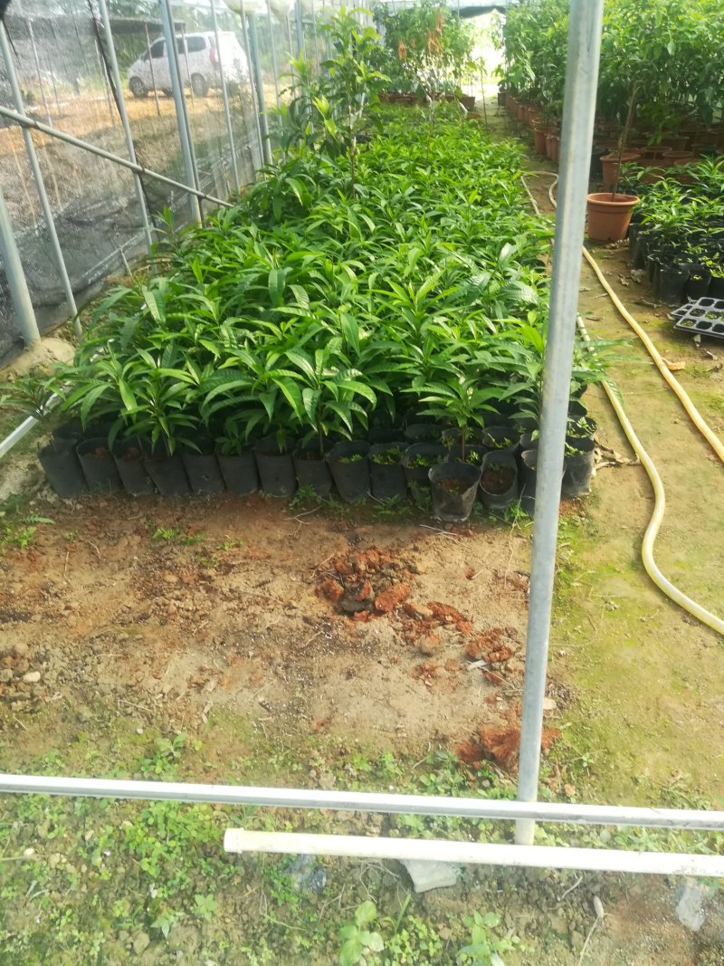 热带水果