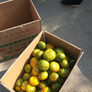 东江湖蜜桔