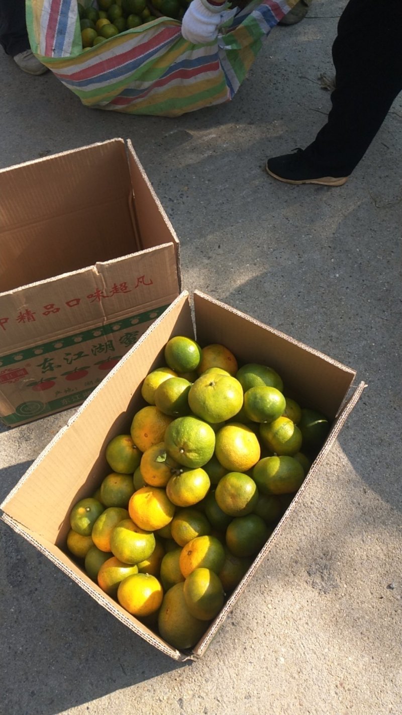 东江湖蜜桔