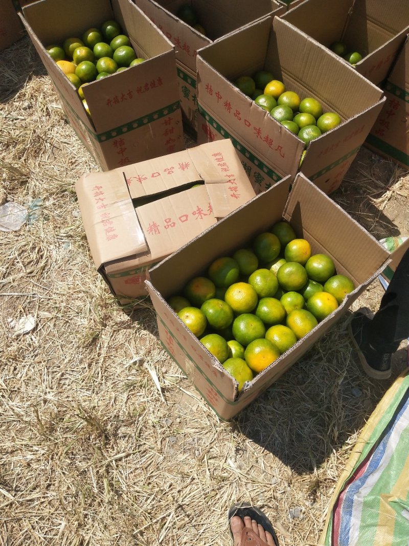 东江湖蜜桔