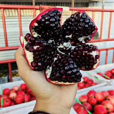 软籽石榴苗,红籽,黑籽,石榴苗明年结果苗