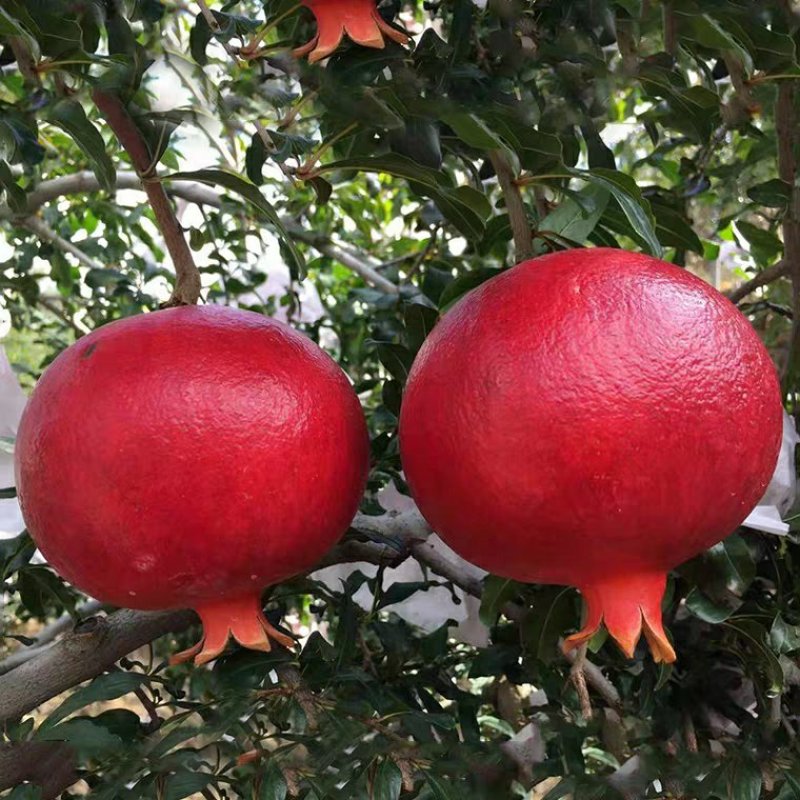软籽石榴苗，红籽，黑籽，石榴苗明年结果苗