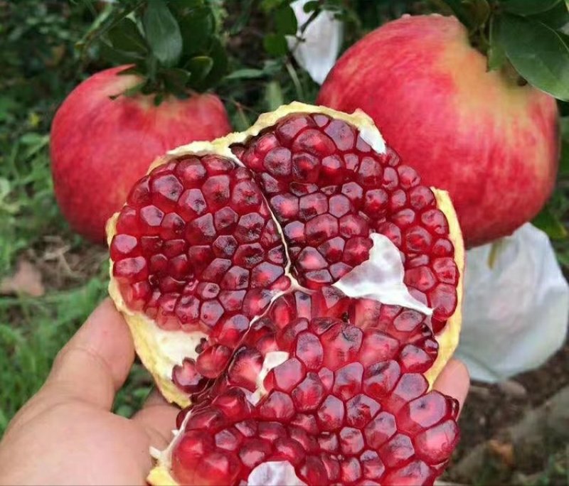软籽石榴苗，红籽，黑籽，石榴苗明年结果苗