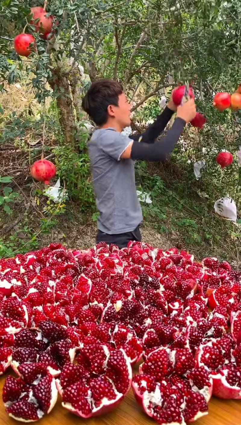 软籽石榴苗，红籽，黑籽，石榴苗明年结果苗