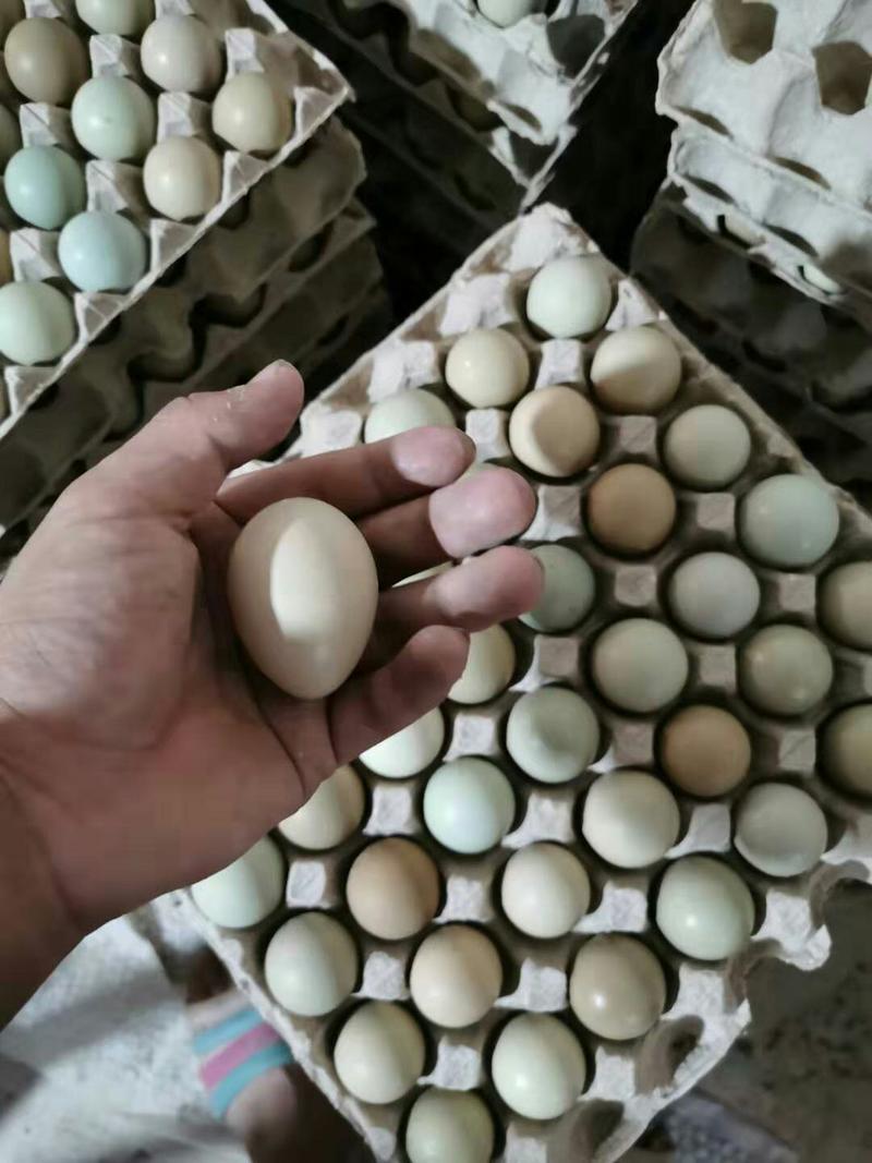 野鸡蛋