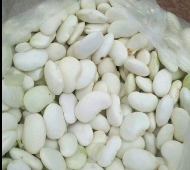 大量供应白芸豆有需要老板请联系我