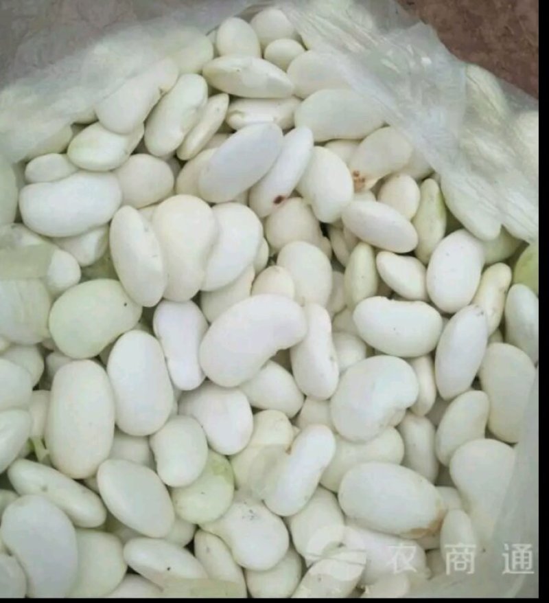 大量供应白芸豆有需要老板请联系我