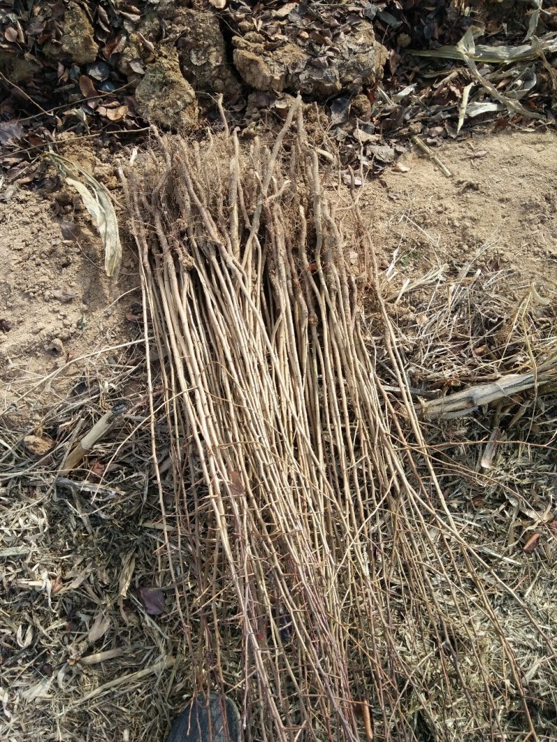 山西杜梨苗嫁接梨树专用苗也可荒山绿化成活率高