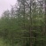 中山杉14-16公分中山杉，杉树价格，杉树基地