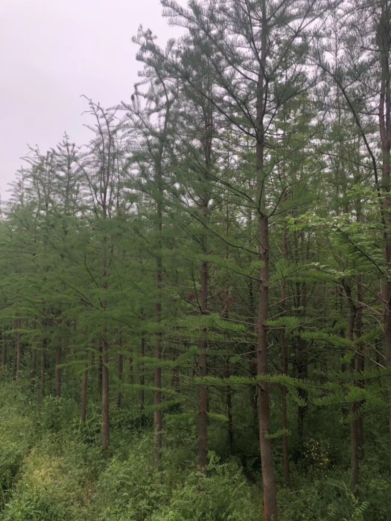 中山杉14-16公分中山杉，杉树价格，杉树基地