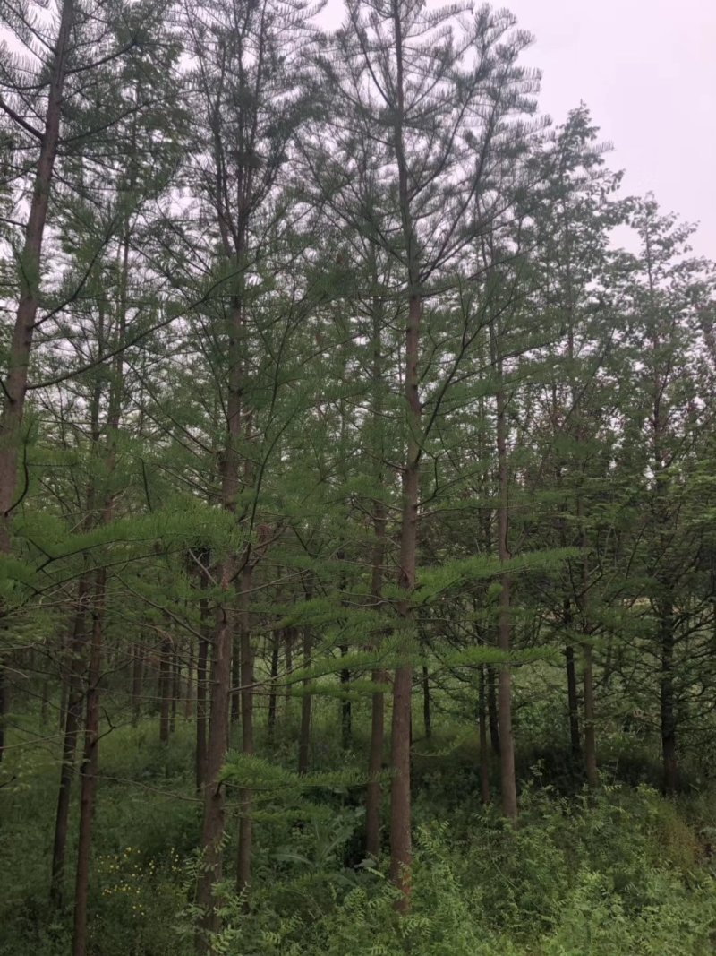中山杉14-16公分中山杉，杉树价格，杉树基地