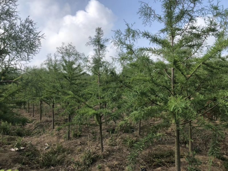 中山杉14-16公分中山杉，杉树价格，杉树基地