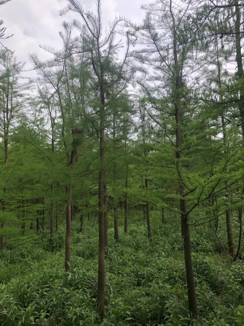 中山杉14-16公分中山杉，杉树价格，杉树基地