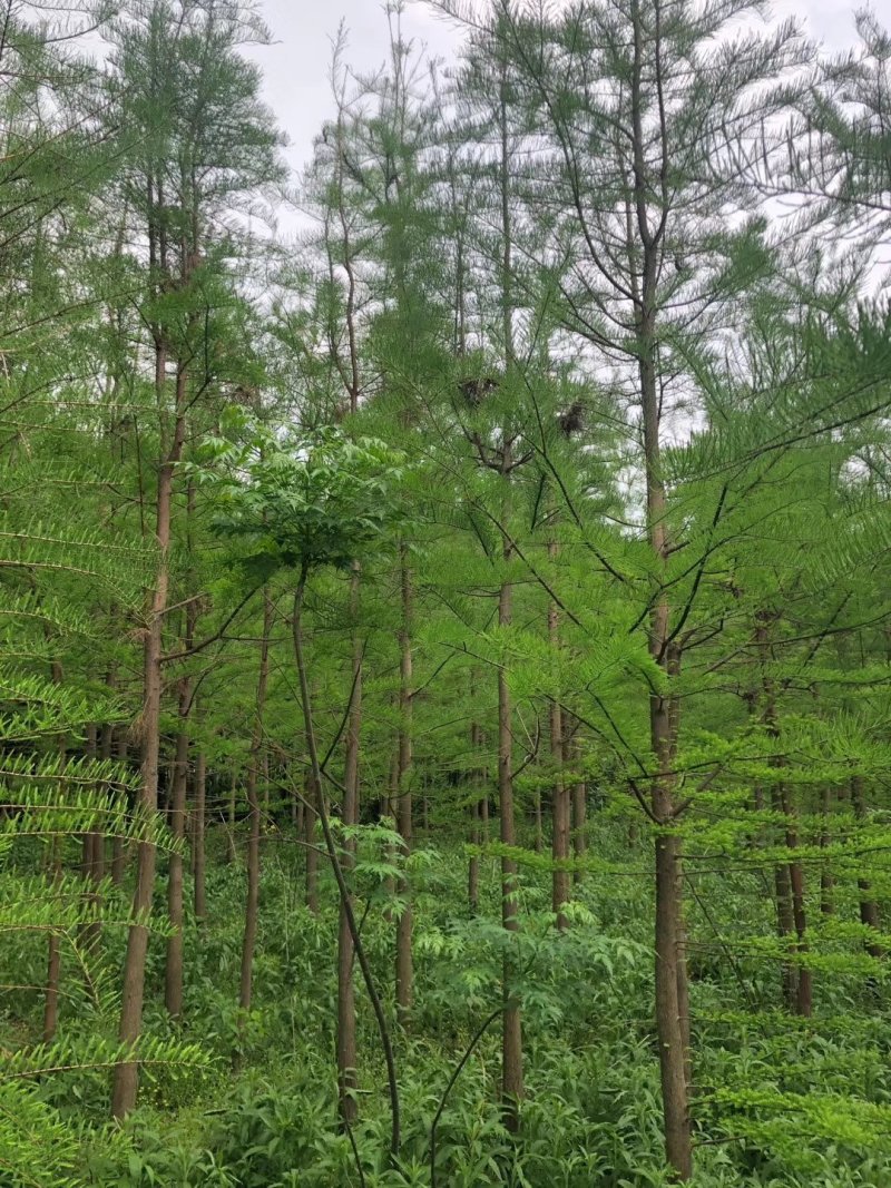 中山杉14-16公分中山杉，杉树价格，杉树基地