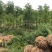 中山杉14-16公分中山杉，杉树价格，杉树基地