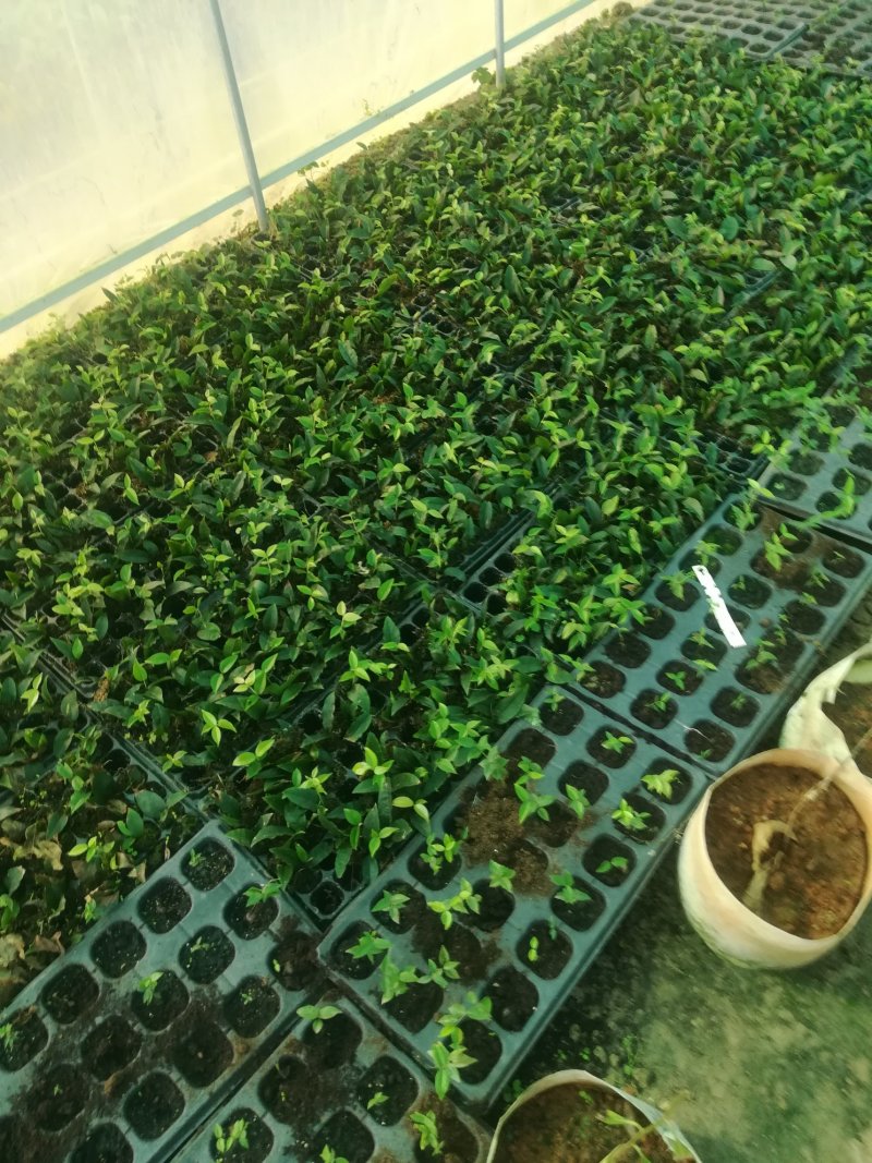 各种进口水果苗