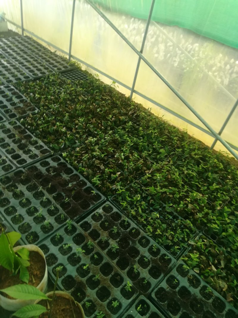 各种进口水果苗