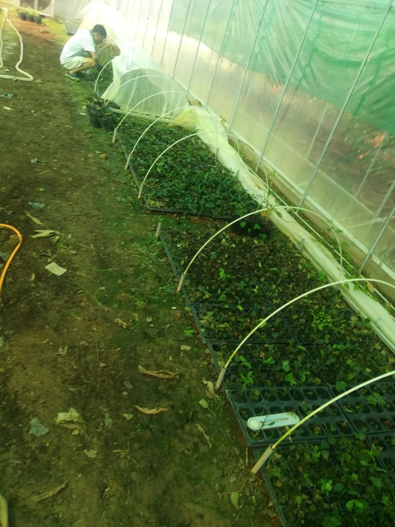 各种进口水果苗