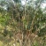 各种进口水果苗
