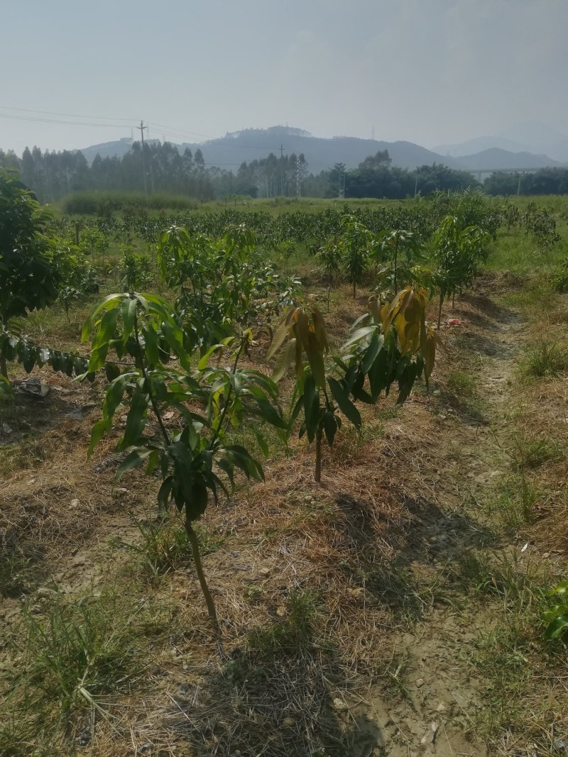 各种进口水果苗
